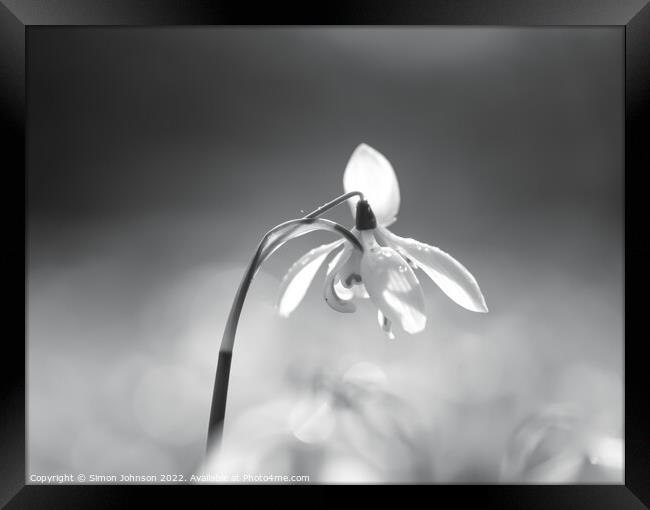 Snowdrop flower  Framed Print by Simon Johnson