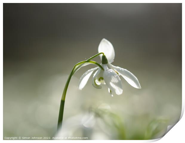 Snowdrop close up Print by Simon Johnson