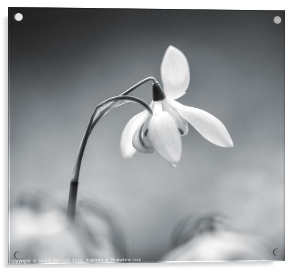 Snowdrop Flower  Acrylic by Simon Johnson