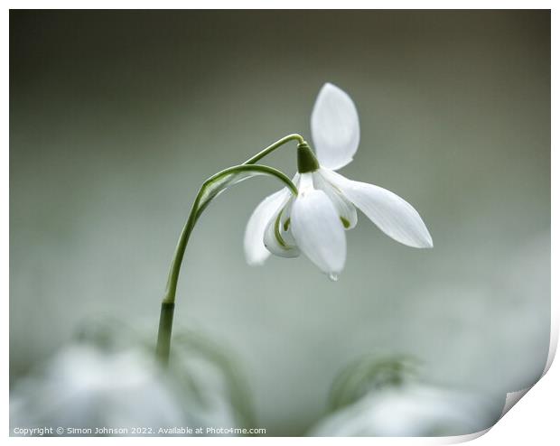 Snowdrop Flower  Print by Simon Johnson