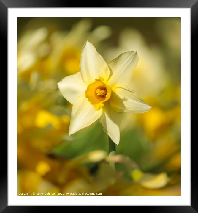 Daffodils flowers Framed Mounted Print by Simon Johnson