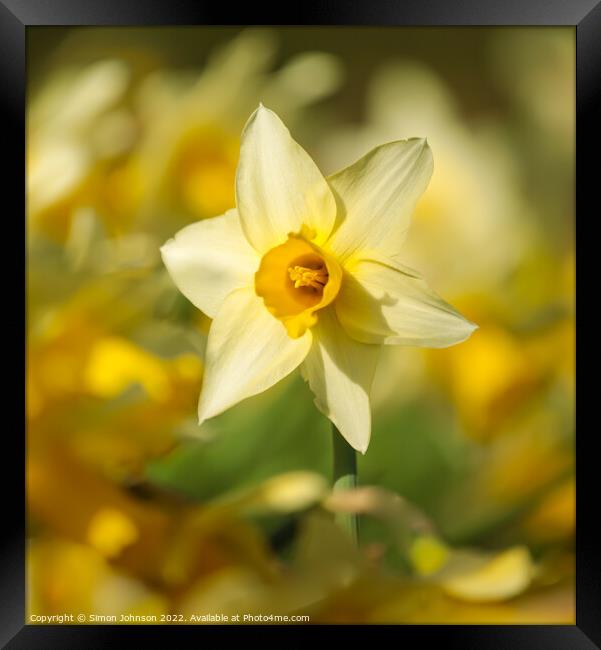 Daffodils flowers Framed Print by Simon Johnson