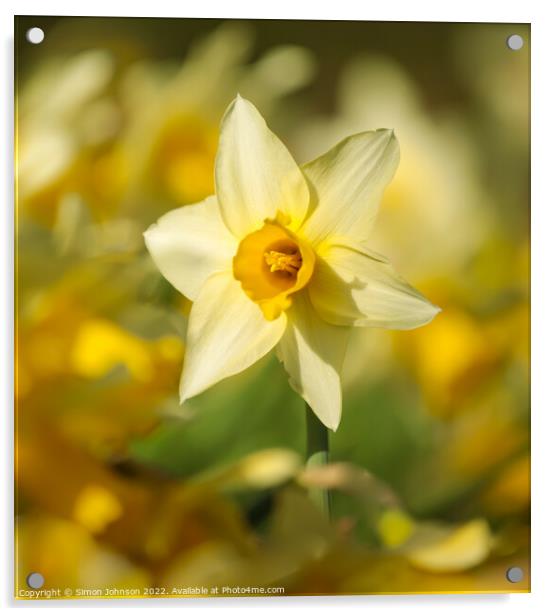 Daffodils flowers Acrylic by Simon Johnson
