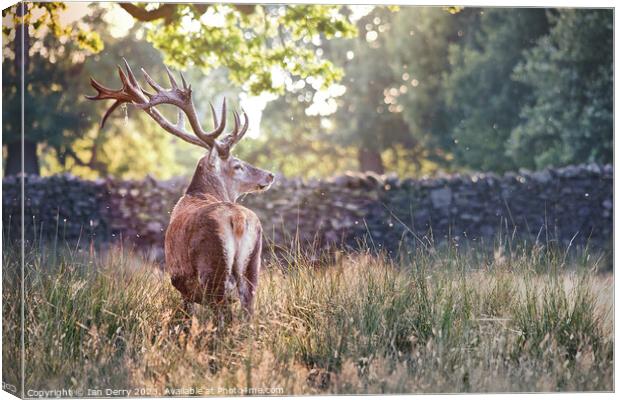 A deer standing in tall grass Canvas Print by Ian Derry