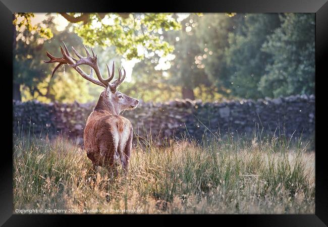 A deer standing in tall grass Framed Print by Ian Derry
