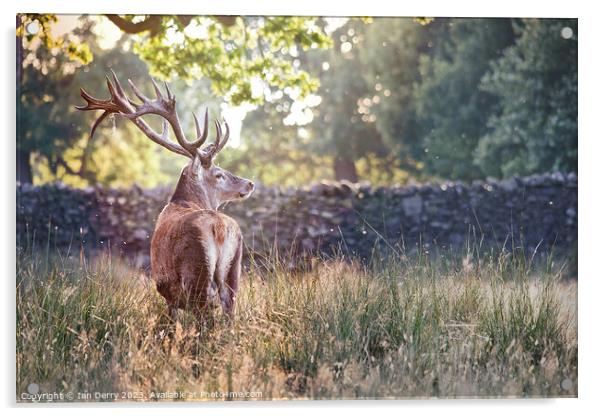 A deer standing in tall grass Acrylic by Ian Derry