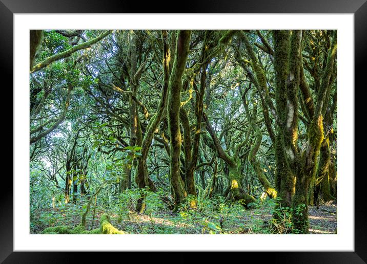 forest on La Gomera Framed Mounted Print by peter schickert