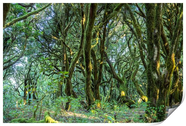forest on La Gomera Print by peter schickert