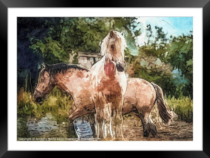 Horses In the Field. Framed Mounted Print by Anthony Moore