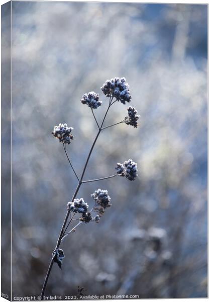 Single Frosty Flowerhead of Verbena Canvas Print by Imladris 