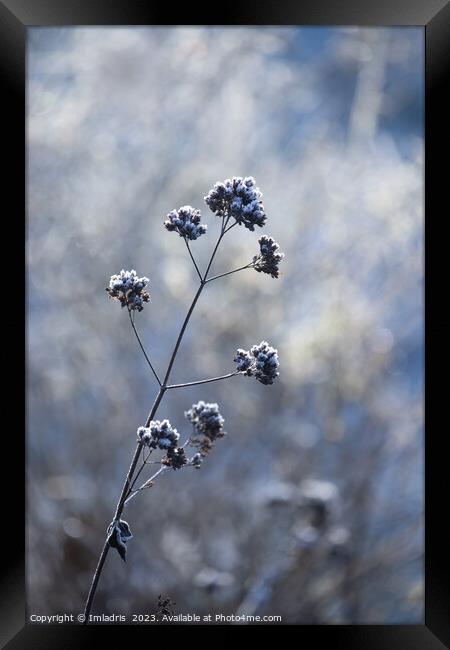Single Frosty Flowerhead of Verbena Framed Print by Imladris 