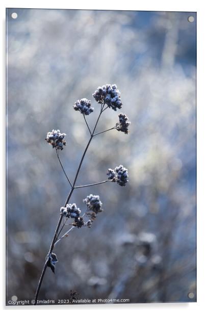 Single Frosty Flowerhead of Verbena Acrylic by Imladris 