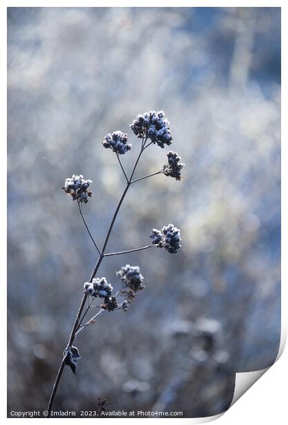 Single Frosty Flowerhead of Verbena Print by Imladris 