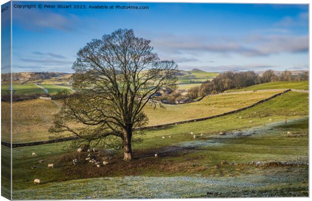 winter walking near Settle in the Yorkshire Dales Canvas Print by Peter Stuart