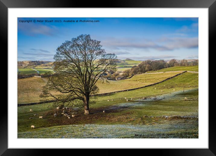 winter walking near Settle in the Yorkshire Dales Framed Mounted Print by Peter Stuart