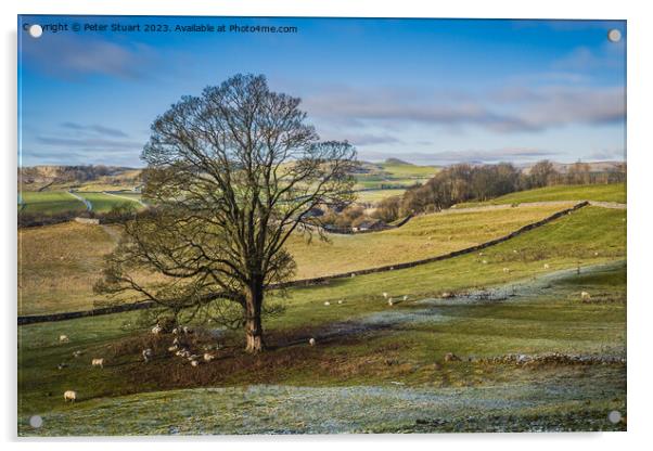 winter walking near Settle in the Yorkshire Dales Acrylic by Peter Stuart