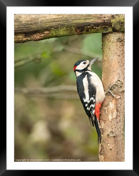 Great spotted woodpecker perched on a tree branch Framed Mounted Print by Vicky Outen