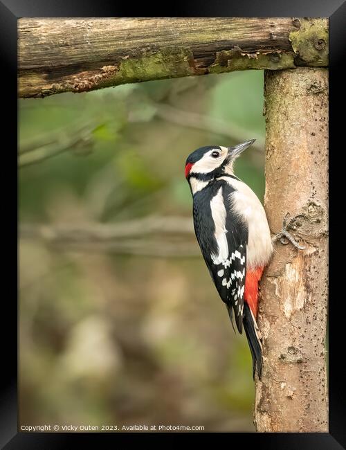 Great spotted woodpecker perched on a tree branch Framed Print by Vicky Outen