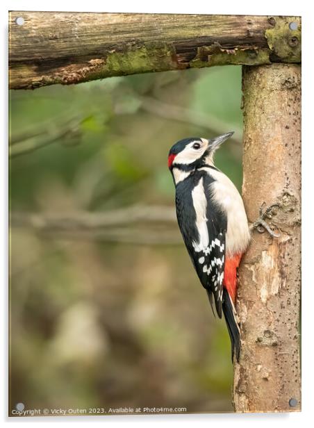 Great spotted woodpecker perched on a tree branch Acrylic by Vicky Outen