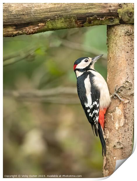 Great spotted woodpecker perched on a tree branch Print by Vicky Outen
