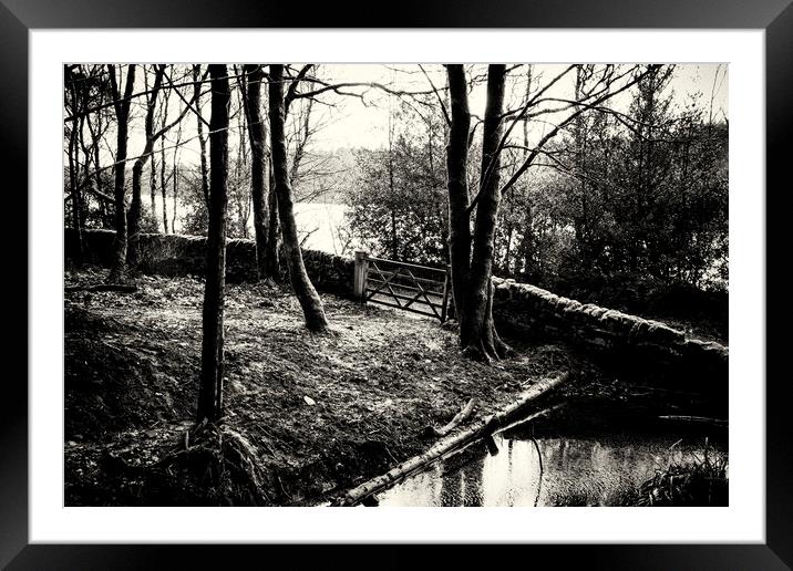 Ogden Water Woodland - Mono Framed Mounted Print by Glen Allen