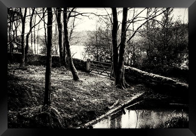Ogden Water Woodland - Mono Framed Print by Glen Allen