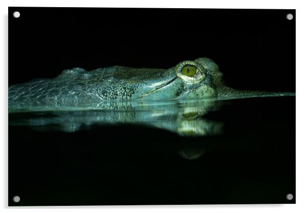 The Eye Of The Gharial Acrylic by rawshutterbug 