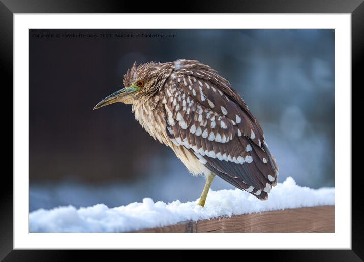 Black-crowned Night-Heron In The Snow Framed Mounted Print by rawshutterbug 