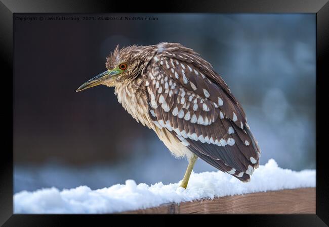 Black-crowned Night-Heron In The Snow Framed Print by rawshutterbug 