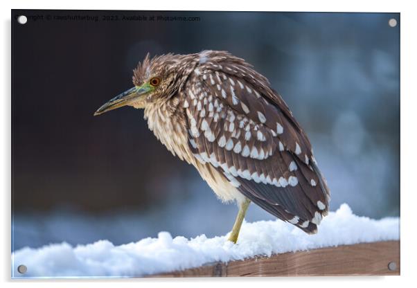 Black-crowned Night-Heron In The Snow Acrylic by rawshutterbug 