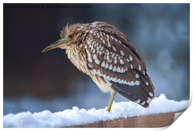 Black-crowned Night-Heron In The Snow Print by rawshutterbug 