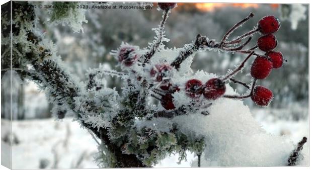 Frozen Red Berries in Kenmore Canvas Print by Sandy Young