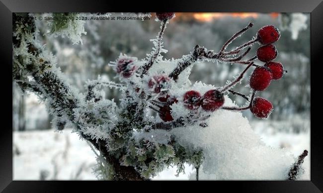 Frozen Red Berries in Kenmore Framed Print by Sandy Young