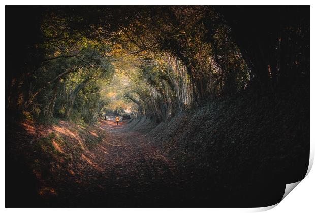 Halnaker Tree Tunnel Print by Mark Jones