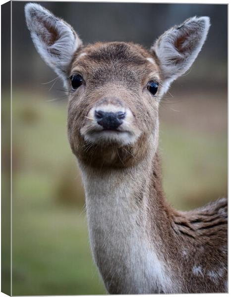 A close up of a deer looking at the camera Canvas Print by Gosia Niemczura