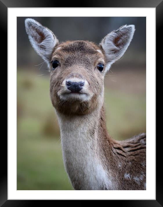 A close up of a deer looking at the camera Framed Mounted Print by Gosia Niemczura