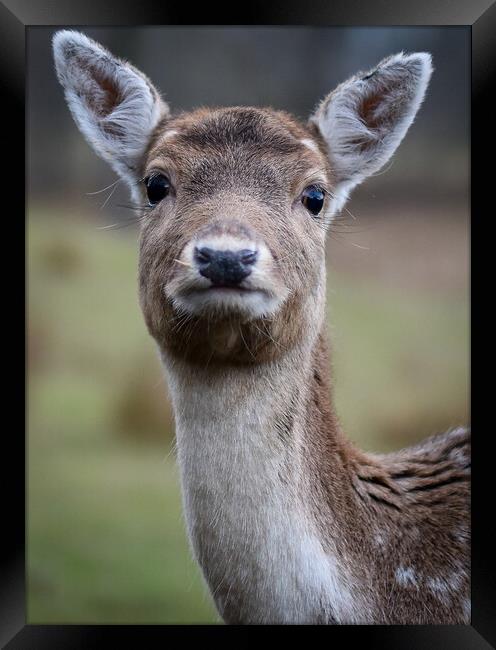 A close up of a deer looking at the camera Framed Print by Gosia Niemczura