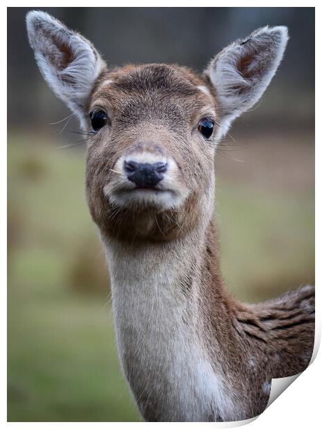 A close up of a deer looking at the camera Print by Gosia Niemczura