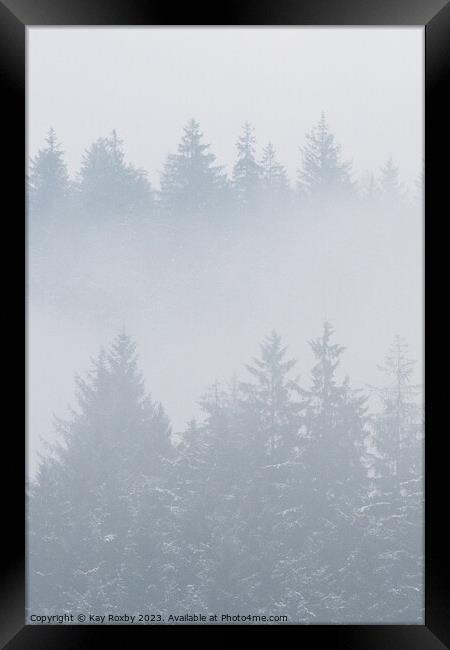 Misty pine trees Framed Print by Kay Roxby