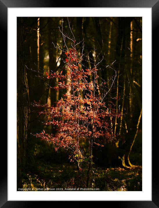 sunlit tree Snowshill Woods  Framed Mounted Print by Simon Johnson