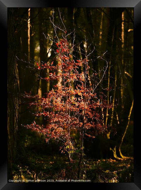sunlit tree Snowshill Woods  Framed Print by Simon Johnson