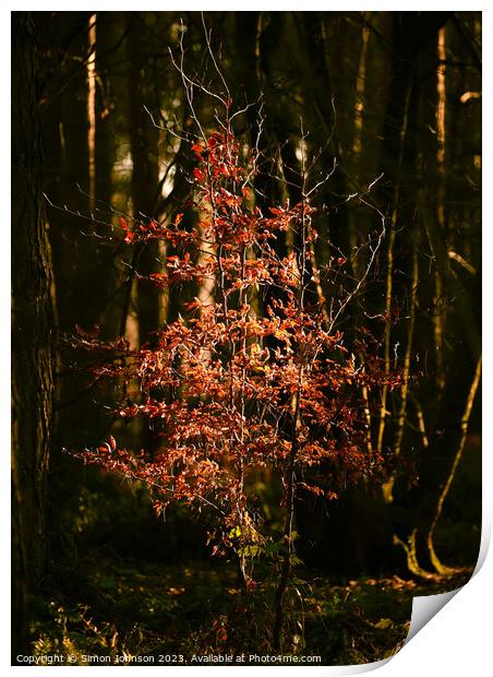 sunlit tree Snowshill Woods  Print by Simon Johnson