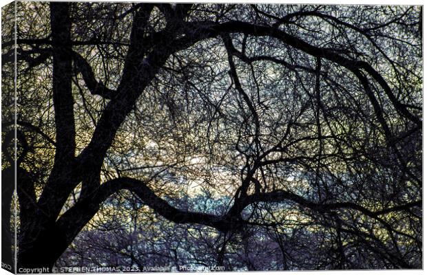 Morning Sky behind Elm Tree 1 Canvas Print by STEPHEN THOMAS
