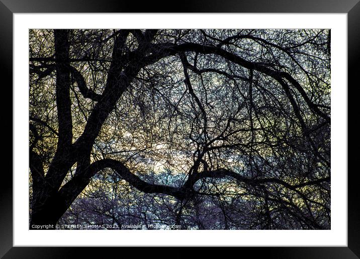 Morning Sky behind Elm Tree 1 Framed Mounted Print by STEPHEN THOMAS