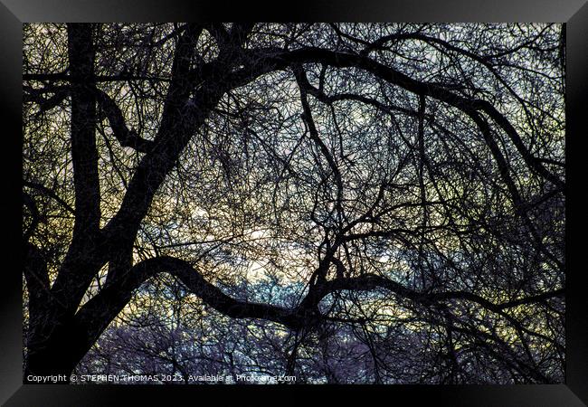 Morning Sky behind Elm Tree 1 Framed Print by STEPHEN THOMAS
