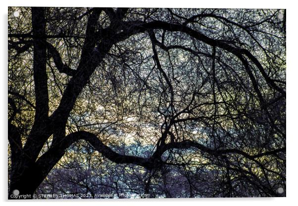 Morning Sky behind Elm Tree 1 Acrylic by STEPHEN THOMAS