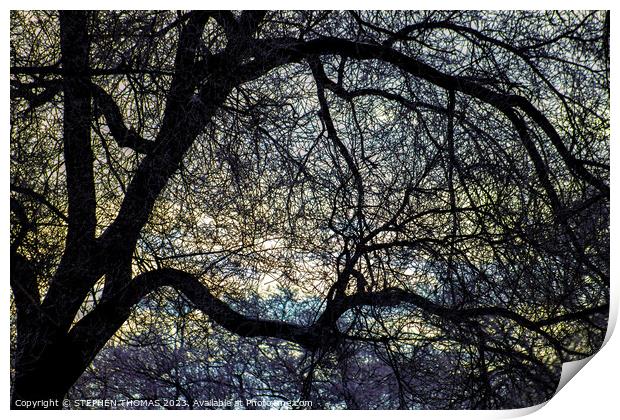 Morning Sky behind Elm Tree 1 Print by STEPHEN THOMAS