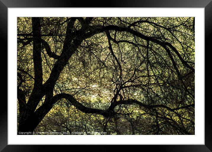 Morning Sky behind Elm Tree 2 Framed Mounted Print by STEPHEN THOMAS