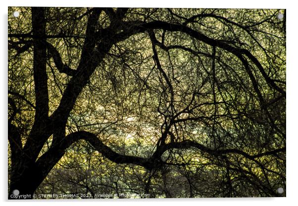 Morning Sky behind Elm Tree 2 Acrylic by STEPHEN THOMAS