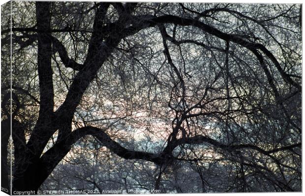 Morning Sky behind Elm Tree 3 Canvas Print by STEPHEN THOMAS
